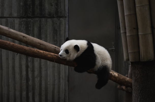 The trade surplus of China has expanded as exports indicate a growing demand environment.